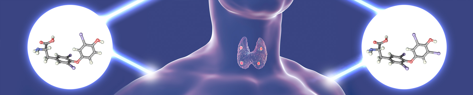IBSA: Endocrinology